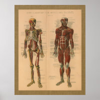 Skeletspieren Anatomie Vintage Poster