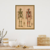 Skeletspieren Anatomie Vintage Poster (Keuken)
