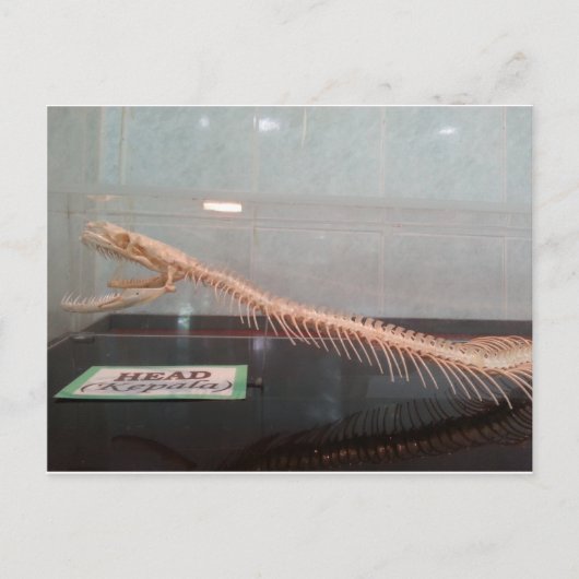 Skeletspieren Briefkaart (Voorkant)