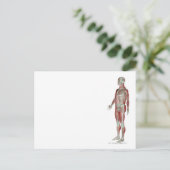 Skeletspierstelsel- en bindweefselaandoeningen briefkaart (Staand voorkant)