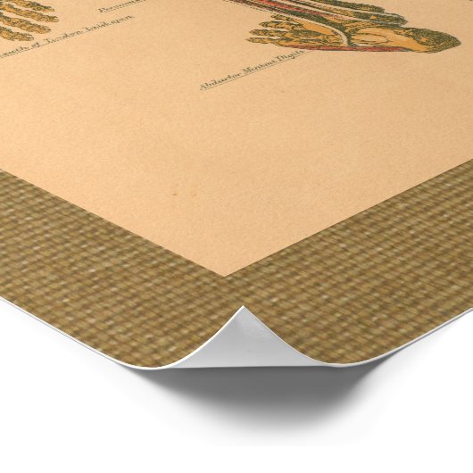 Skeletspierstelsel- en bindweefselaandoeningen poster (Hoek)