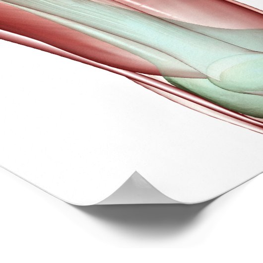 Skeletspierstelsel- en bindweefselaandoeningen poster (Hoek)