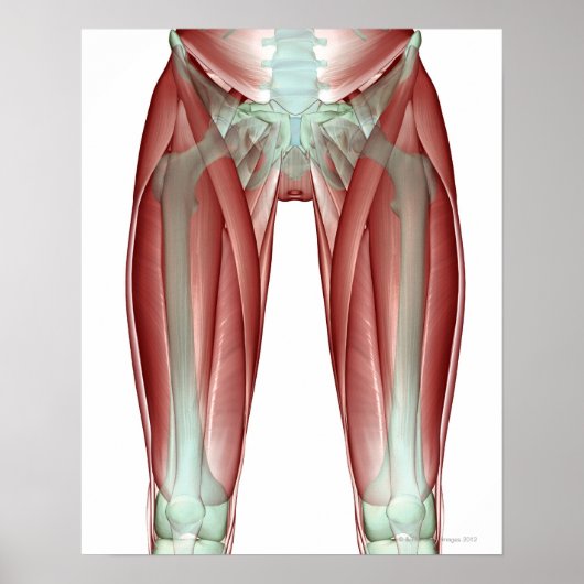 Skeletspierstelsel- en bindweefselaandoeningen poster (Voorkant)