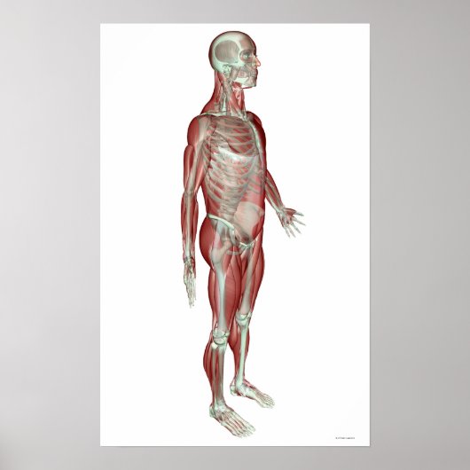 Skeletspierstelsel- en bindweefselaandoeningen poster (Voorkant)