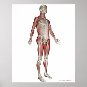 Skeletspierstelsel- en bindweefselaandoeningen poster