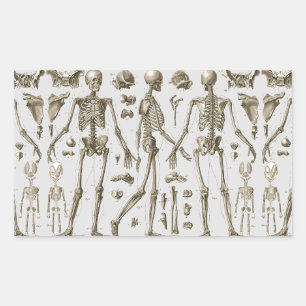 Skeletten uit de Brockhaus & Efron Encyclopedie Rechthoekige Sticker