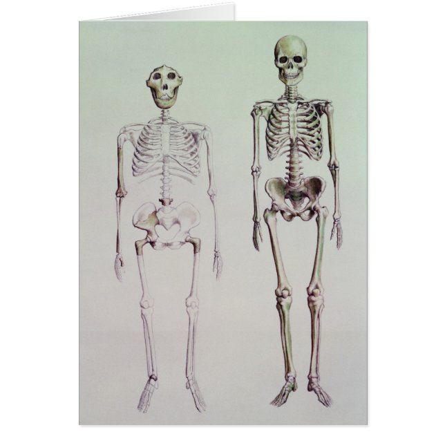 Skeletten van Australopithecus Boisei (Voorkant)