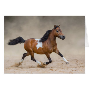Skewbald Amerikaans miniatuur paard loopt in stof
