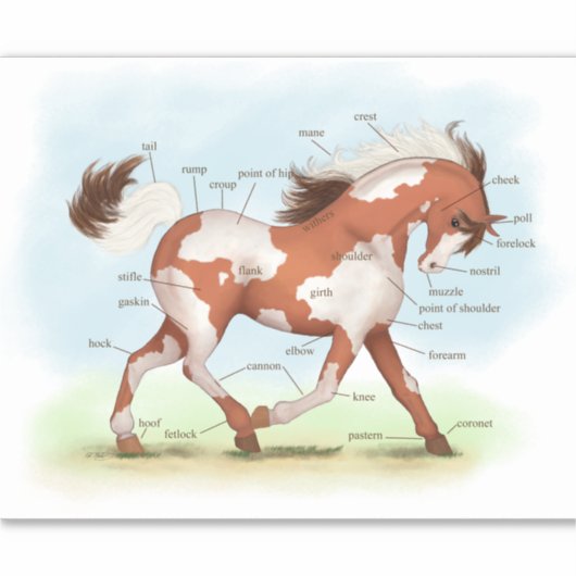 Skewbald Paint Pinto Pony Paard Anatomie Grafiek Sticker (Voorkant)