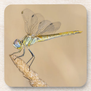 Skimmer Dragonfly Insect Vrouw (CC BY 4.0) Bevera Bier Onderzetter