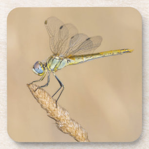 Skimmer Dragonfly Insect Vrouw (CC BY 4.0) Bier Onderzetter