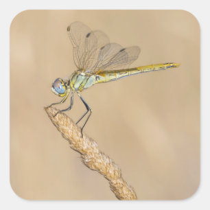 Skimmer Dragonfly Insect Vrouw (CC BY 4.0) Vierkante Sticker