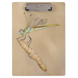 Skimmer Libel Insect Vrouwelijk (CC BY 4.0) Clipbo Klembord