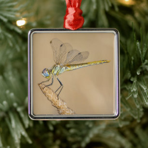 Skimmer Libel Insect Vrouwelijk (CC BY 4.0) Metaal Metalen Ornament