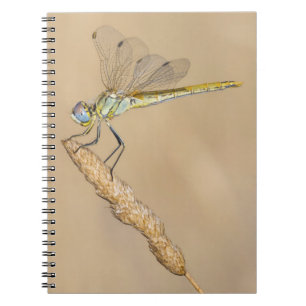 Skimmer Libel Insect Vrouwelijk (CC BY 4.0) Notebo Notitieboek
