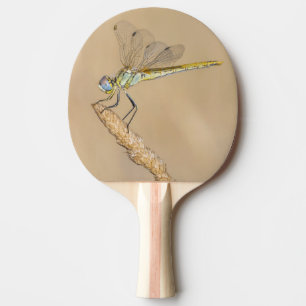 Skimmer Libel Insect Vrouwtje (CC BY 4.0) Ping P Tafeltennisbatje