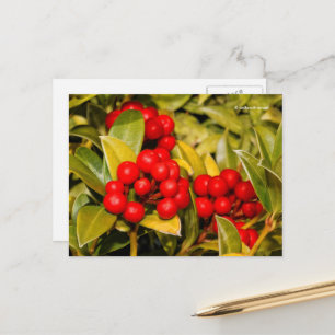Skimmia Japonica Berries en Leaves Briefkaart