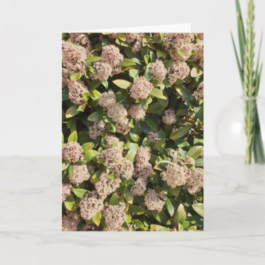 Skimmia Japonica dans la carte de parc (Devant)