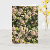 Skimmia Japonica dans la carte de parc (Fleur jaune)