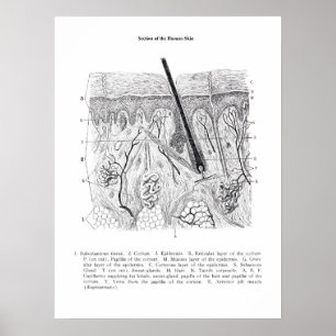 Skin Section Anatomie print 2.