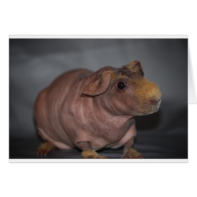 Skinny Pig (Voorkant Horizontaal)