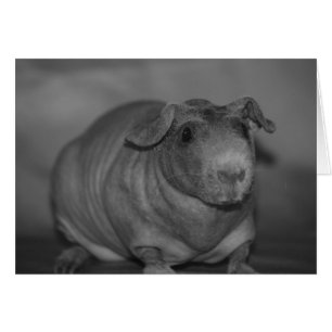 Skinny Pig in zwarte en witte kaart