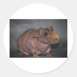 Skinny Pig Ronde Sticker