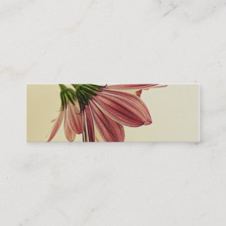 Skinny Visitekaartjes Shawna's African Daisys