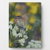Skipper vlinder op een bloem fotoplaat (voorkant)