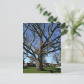 Skis in een boom briefkaart (Staand voorkant)