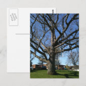 Skis in een boom briefkaart (Voorkant / Achterkant)