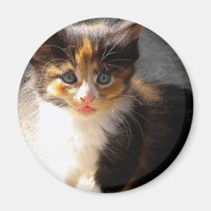 Skittles Magnet Magneet