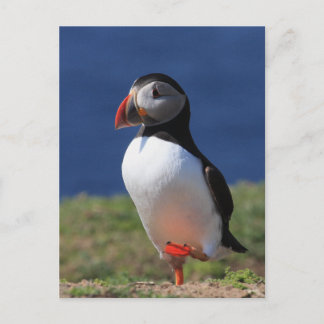 Skomer Island Puffins Briefkaart