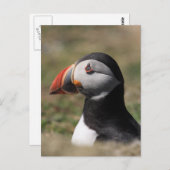 Skomer Island Puffins Briefkaart (Voorkant / Achterkant)