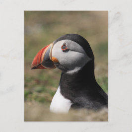 Skomer Island Puffins Briefkaart