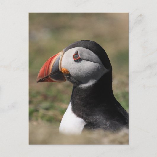 Skomer Island Puffins Briefkaart (Voorkant)
