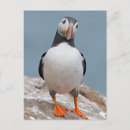Skomer Island Puffins Briefkaart