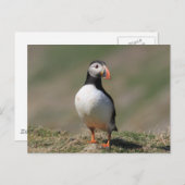 Skomer Island Puffins Briefkaart (Voorkant / Achterkant)