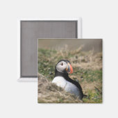 Skomer Island Puffins Magneet (Voorkant / Achterkant)