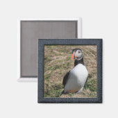 Skomer Island Puffins Magneet (Voorkant / Achterkant)