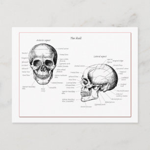 Skull Briefkaart