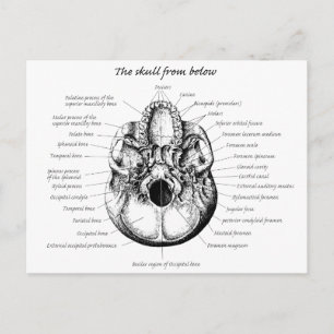 Skull Details Side Briefkaart
