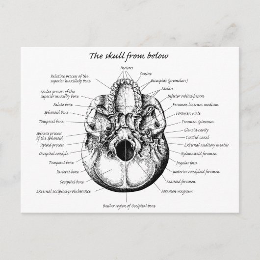 Skull Details Side Briefkaart (Voorkant)