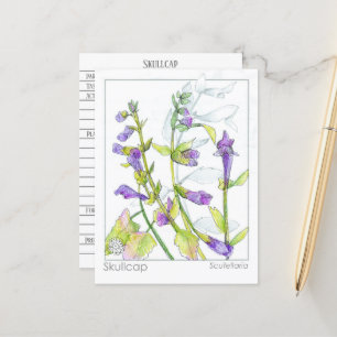 Skullcap Herb Materia Medica Cartes Étude sur les 