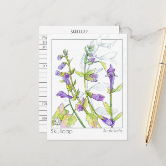 Skullcap Herb Materia Medica Kaarten Kruidenstudie (Voorkant / Achterkant in situ)
