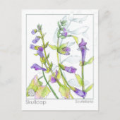 Skullcap Herb Materia Medica Kaarten Kruidenstudie (Voorkant)