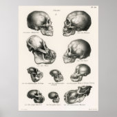 Skulls Illustration Human Evolution Poster (Voorkant)