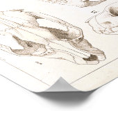 Skulls of Mammals Veterinary Anatomy Print (Hoek)