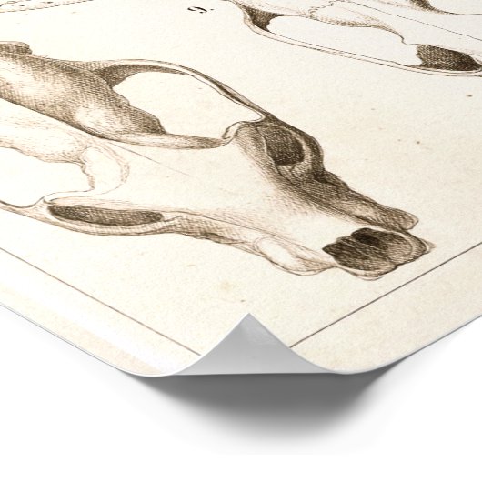 Skulls of Mammals Veterinary Anatomy Print (Hoek)