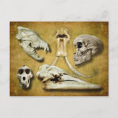 Skulls - wolf, zoogdier, mens, baviaan, walvis briefkaart (Voorkant)